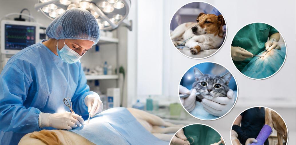 5 procedimentos comuns em tratamentos cirúrgicos para pets